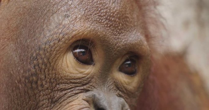 Close up of a chimpanzee's face in its natural habitat.