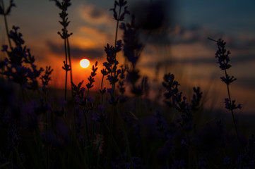  flowering lavender at sunset