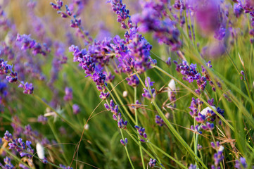  flowering lavender in the field