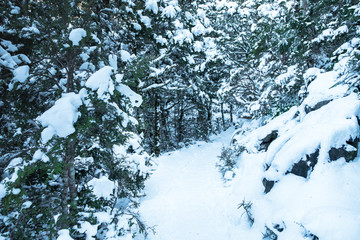 Beautiful winter snow forest and the morning light.