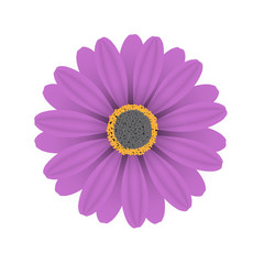 Vector purple flowers on a white background.