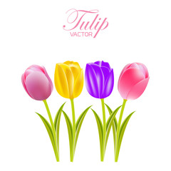 Vector of tulips on a white background.