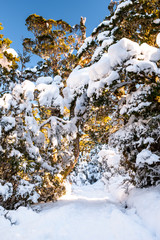 Beautiful winter snow forest and the morning light.