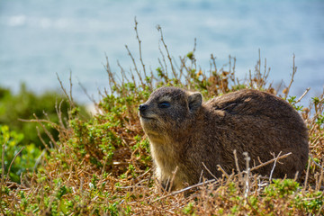 Hyrax or Rock Rabbit