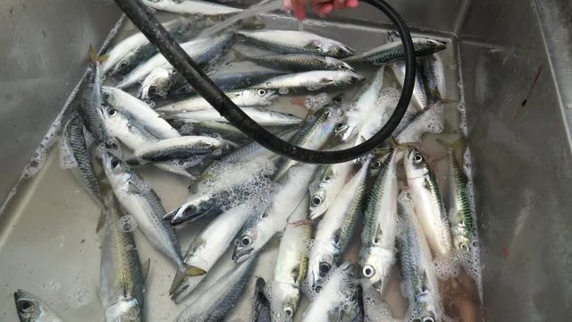 4k. Freshly Caught Pacific Mackerels put into the Chrome Sink for Cleaning. A lot of Green Mackerel is in Pier Cleaning Station. The Concept of Saltwater Fishing or Angling from piers.