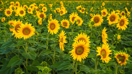 Fototapeta premium sunflowers at dawn