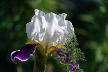 Fototapeta na wymiar iris in the foreground