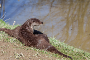 European Otter on a river bank