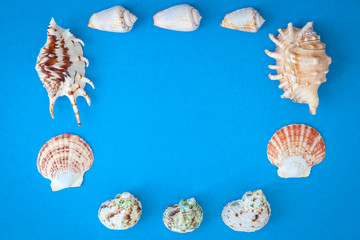Summer time concept with sea shells  on a blue background