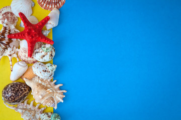 Summer time concept with sea shells and starfish on a blue  and yellow background