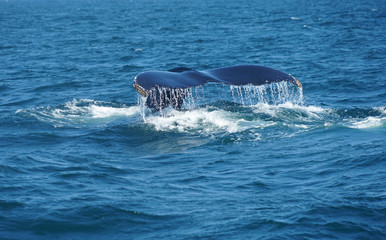 tail of humpback whale in the ocean during whale watch trip