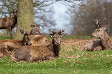 Red deers lying down in a park
