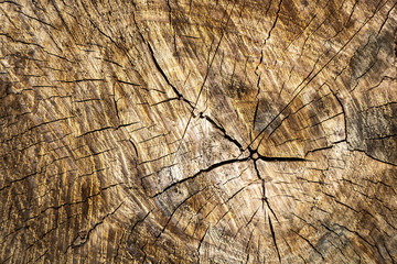 View from the end of the trunk section closeup