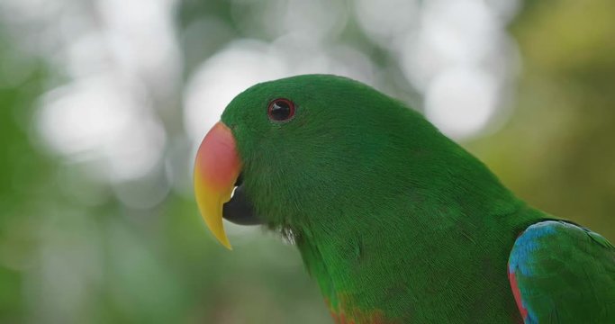 Close up of a parrot with the beautiful colors of the feathers that are mixed creating an explosion of colors. Concept of: colors, exotic birds.
