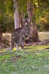 Kangaroo and joey in pouch