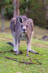 Kangaroo