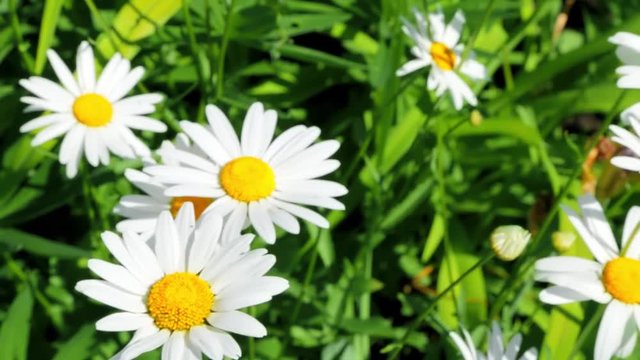 Blooming daisies on a Sunny windy day at the farm ( with audio )