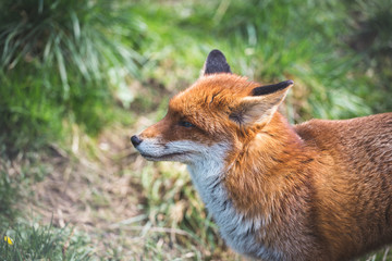 Red Fox