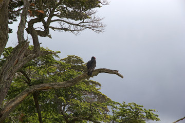 Vulture at Estancia Harberton in Tierra del Fuego, Patagonia, Argentina