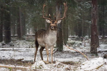 Motionless Great Stag In Winter Forest. Adult Fallow Deer With Huge Horns Looks At You.Winter Wildlife Landscape With Trophy  Deer Stag ( Dama Dama, Cervidae ).Gorgeous Deer Buck. Adult Daniel.Belarus