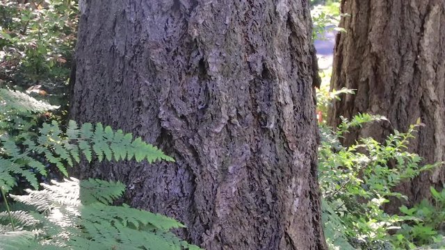 fern and tree trunks in washington state forest