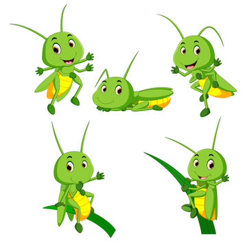 Set Collection Grasshopper Cartoon