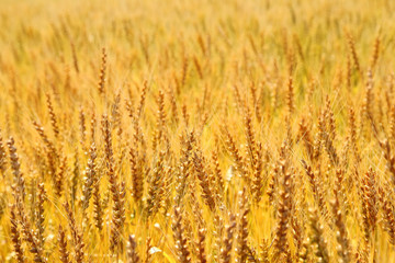 Golden wheat ears on field