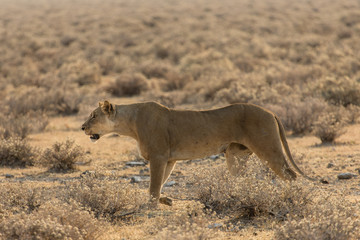 Fototapeta na wymiar Lionne en chasse