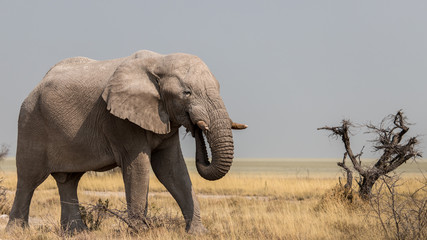 Fototapeta na wymiar Elephant croisé à Etosha