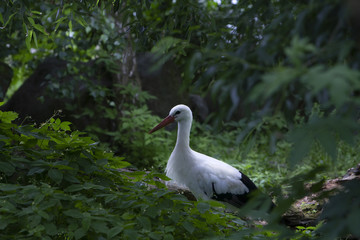 Stork (Ciconia ciconia) standing in the woods