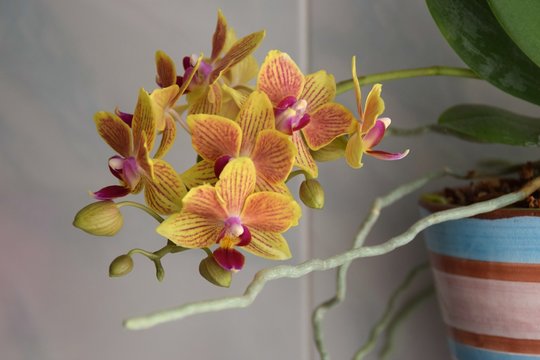 Fototapeta vaso di orchidea gialla con fiori