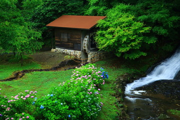 Naklejka premium 紫陽花と水車小屋