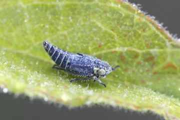 Blue hopper or leafhopper, Sonronius dahlbomi, tiny blue insect