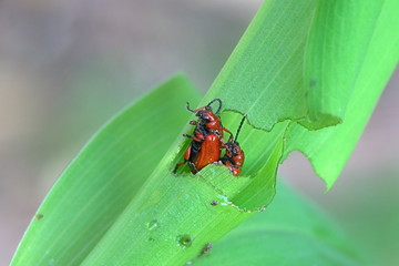 Bright red leaf beetle, Lilioceris merdigera