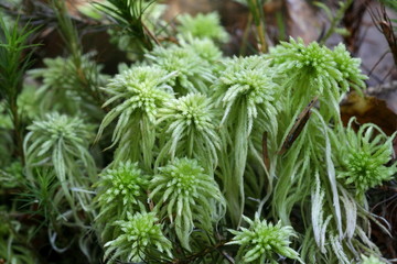 Girgensohn's bogmoss, Sphagnum, girgensohnii, moss from Finland