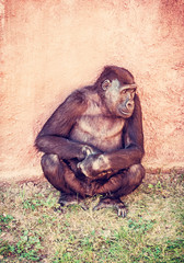 Western lowland gorilla is posing, red filter