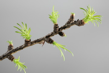  New shoots of larch buds