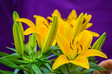 a woman holds yellow lilies in her hands
