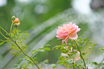 Pink rose flower in the garden outdoor background