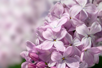  lilac blossoms on branches
