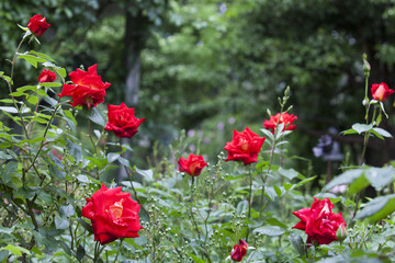 赤いバラ