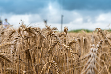 mature fields of wheat