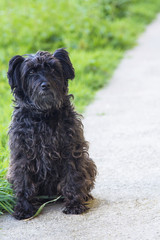 portrait of dog on the road