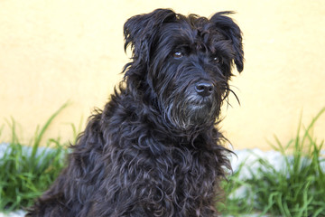 portrait of dog on the road