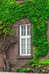 a window of a brick building overgrown with a thick green vine