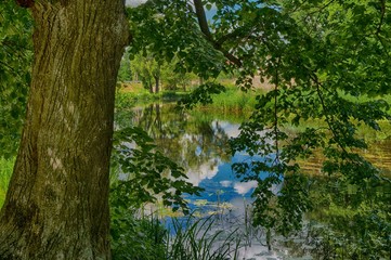 Obraz premium River view though trees