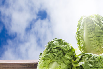 lettuce on the wooden table with clouds background