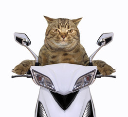 Fototapeta premium The cool cat is riding a motorcycle. White background.