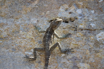 Lizard take a sunbathe at summer vacation  