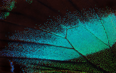Wing of the butterfly. Papilio blumei. Close up. Wing of a butterfly texture background.      